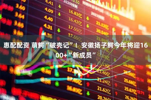 惠配配资 萌鳄“破壳记”！安徽扬子鳄今年将迎1600+“新成员”