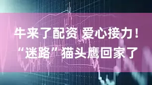 牛来了配资 爱心接力！“迷路”猫头鹰回家了