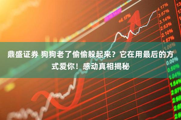 鼎盛证券 狗狗老了偷偷躲起来？它在用最后的方式爱你！感动真相揭秘